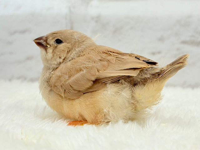 むっちむちのラテカラー🐥☕️ジャンボキンカチョウ(フォーン) ヒナ むっちむちのラテカラー🐥☕️ジャンボキンカチョウ(フォーン) ヒナ