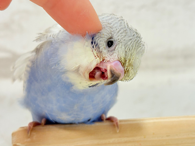 【最新画像更新🪄】スター性のあるルックス🐥︎🌟梵天セキセイインコ(パステルレインボースパングル) ヒナ