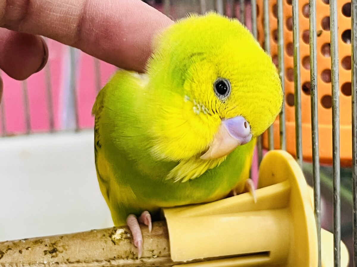画像更新☆エネルギッシュなビタミンカラー🍋セキセイインコ(グリーンスパングルパイド)入荷しました❤️