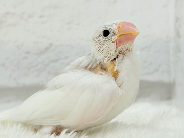 【最新画像更新🪄】真っ白ホワイト大福ちゃん🐣🍡白文鳥 ヒナ 【最新画像更新🪄】真っ白ホワイト大福ちゃん🐣🍡白文鳥 ヒナ