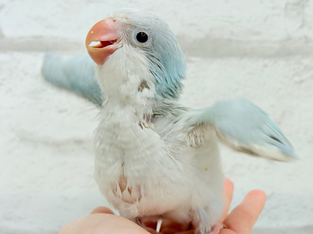 【最新画像更新🪄】ラムネみたいな淡いブルー🐣🩵🫧オキナインコ(ブルーパリドイノ) ヒナ 【最新画像更新🪄】ラムネみたいな淡いブルー🐣🩵🫧オキナインコ(ブルーパリドイノ) ヒナ