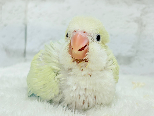 【最新画像更新🪄】甘々コットンキャンディー🐥🍬🫧オキナインコ(アクアブルーパリドオパーリン) ヒナ 【最新画像更新🪄】甘々コットンキャンディー🐥🍬🫧オキナインコ(アクアブルーパリドオパーリン) ヒナ
