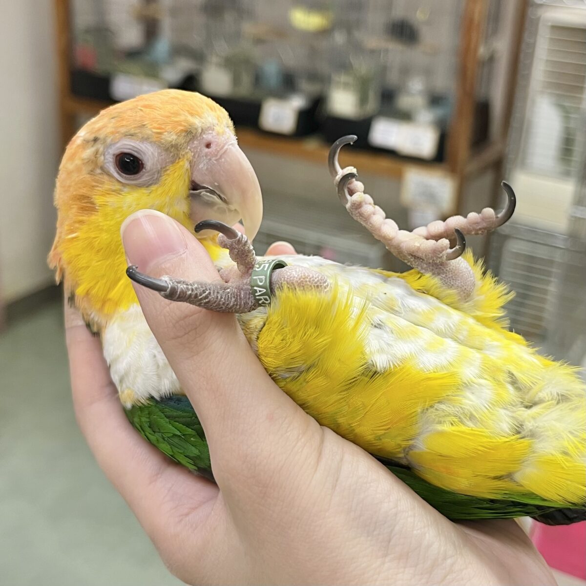 【🆙最新画像あり‼️】にぎにぎコロコロ甘えっ子💕🎶 シロハラインコ 【🆙最新画像あり‼️】にぎにぎコロコロ甘えっ子💕🎶 シロハラインコ