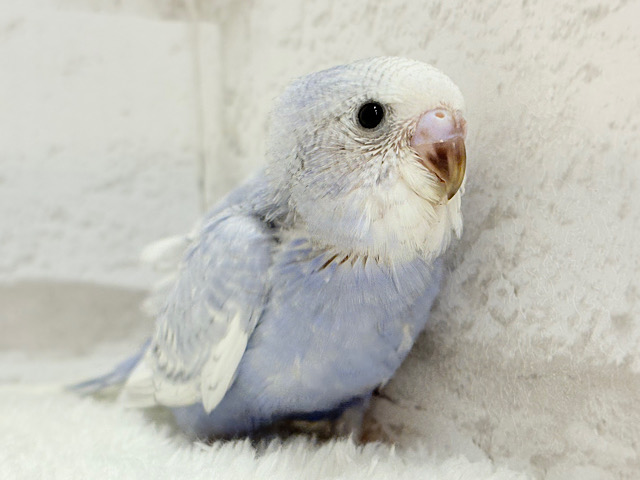 【最新画像更新🪄】可愛さ爆発🐥💥💖セキセイインコ(スパングル) ヒナ