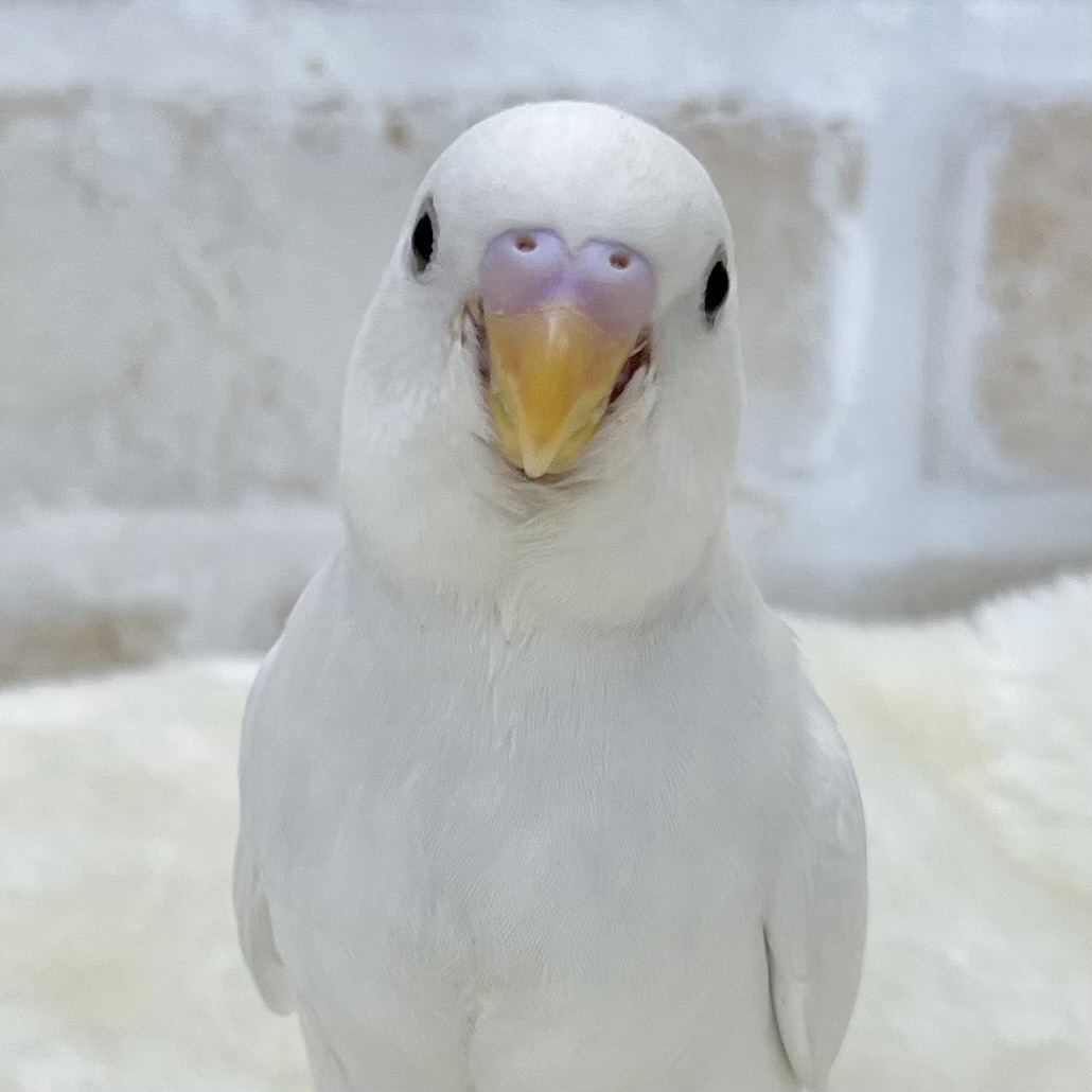 【🆙最新画像あり‼️】じーっと見つめます👀🎶 セキセイインコ(ダブルファクター) 【🆙最新画像あり‼️】じーっと見つめます👀🎶 セキセイインコ(ダブルファクター)