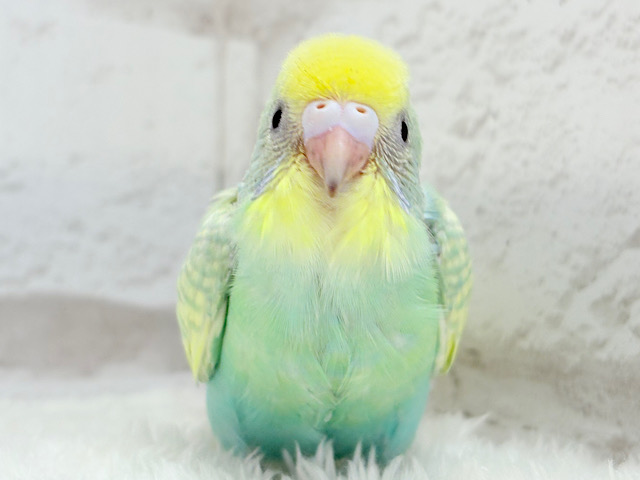 【最新画像更新🪄】ヨチヨチ歩きが可愛すぎ♥セキセイインコ(パステルカラーレインボー) ヒナ