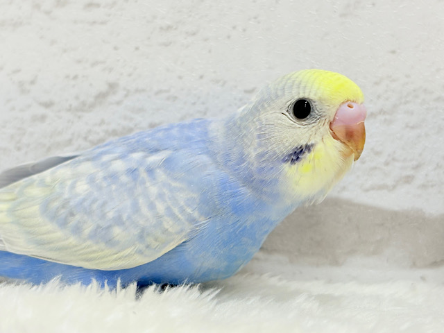 【最新画像更新🪄】紫陽花カラーのアイドル🪻☔️セキセイインコ(パステルレインボー) ヒナ 【最新画像更新🪄】紫陽花カラーのアイドル🪻☔️セキセイインコ(パステルレインボー) ヒナ