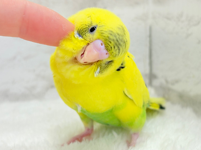 【最新画像更新🪄】ミツバチぶんぶん飛び回る🐝⋆゜セキセイインコ(黄色ハルクイン) ヒナ 【最新画像更新🪄】ミツバチぶんぶん飛び回る🐝⋆゜セキセイインコ(黄色ハルクイン) ヒナ