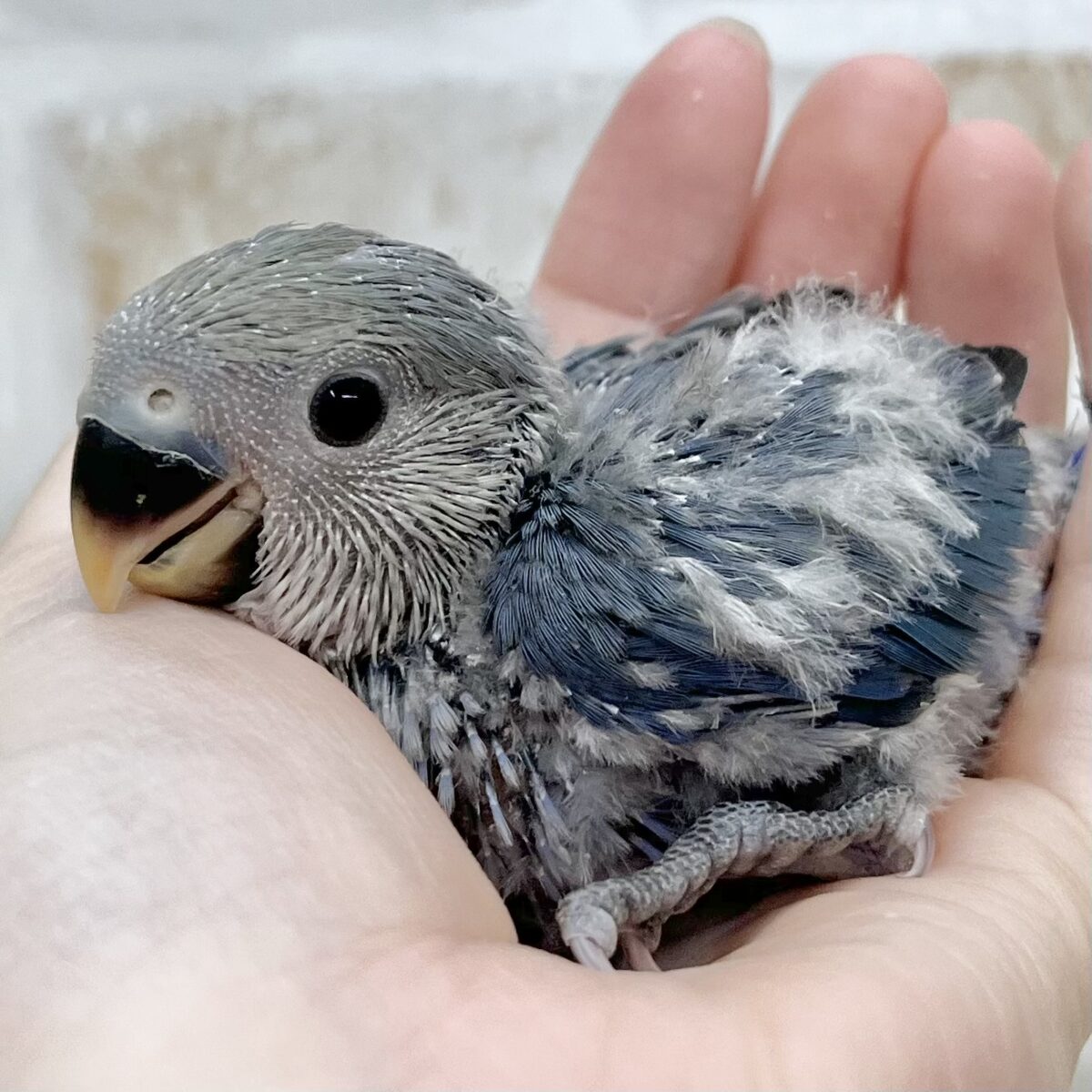 ミヤビなムラサキ〜💜✨ コザクラインコ(バイオレット) ミヤビなムラサキ〜💜✨ コザクラインコ(バイオレット)