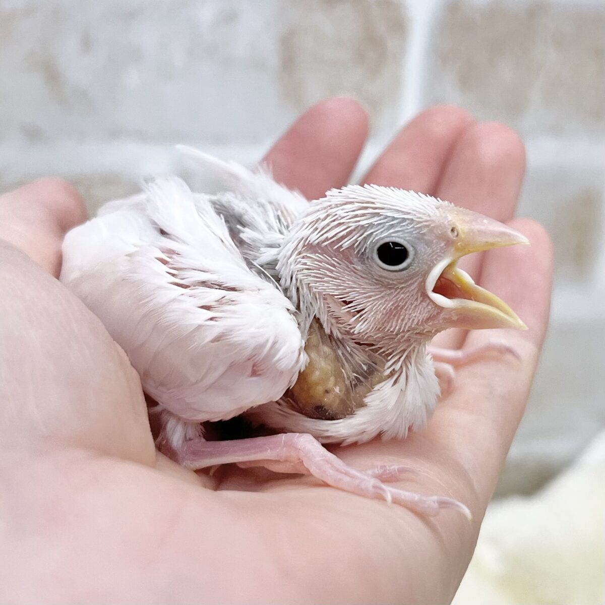 将来はおもちの妖精です🧚✨ 白文鳥 将来はおもちの妖精です🧚✨ 白文鳥