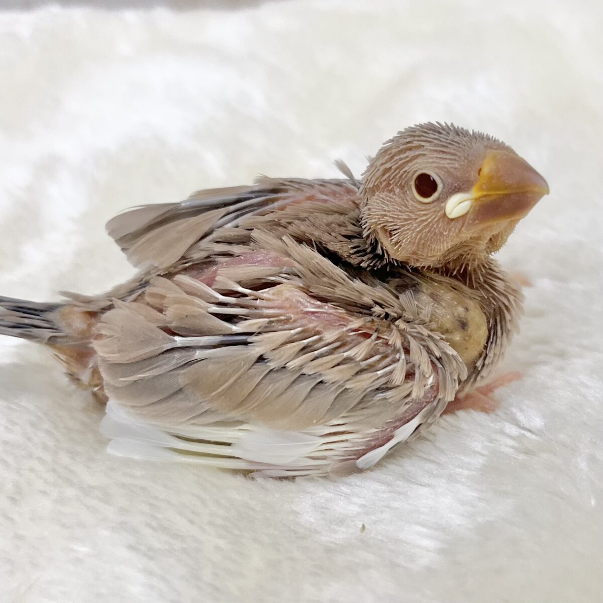 ミルクたっぷりチョコレート🍫💕 シナモン文鳥 ミルクたっぷりチョコレート🍫💕 シナモン文鳥