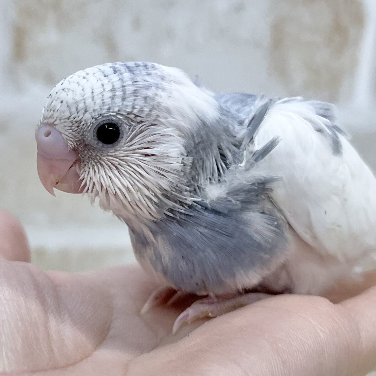 シックなレアカラー🩶✨ セキセイインコ(モーブパイド) シックなレアカラー🩶✨ セキセイインコ(モーブパイド)