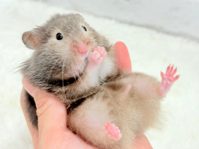【最新画像更新🪄】我先に〜！食いしん坊ガール🐹🌻セーブルハムスター(女の子)