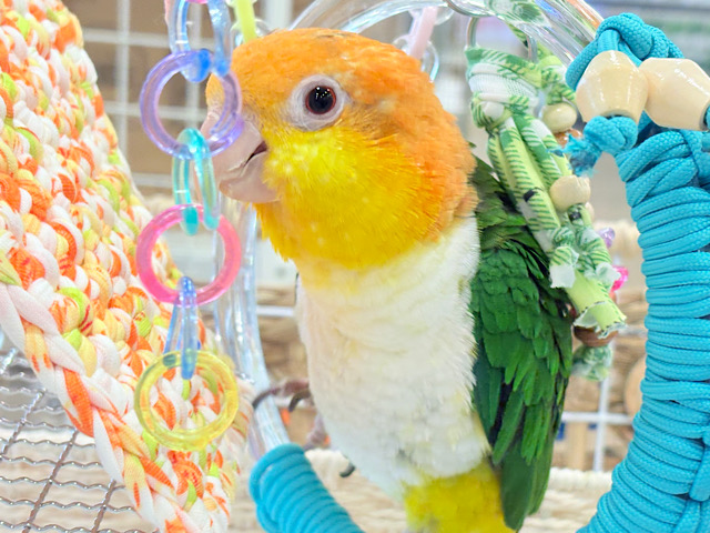 【最新画像更新🪄ひとり餌になりました☆】アピール女王🐥🍊🧡シロハラインコ(女の子) 【最新画像更新🪄ひとり餌になりました☆】アピール女王🐥🍊🧡シロハラインコ(女の子)