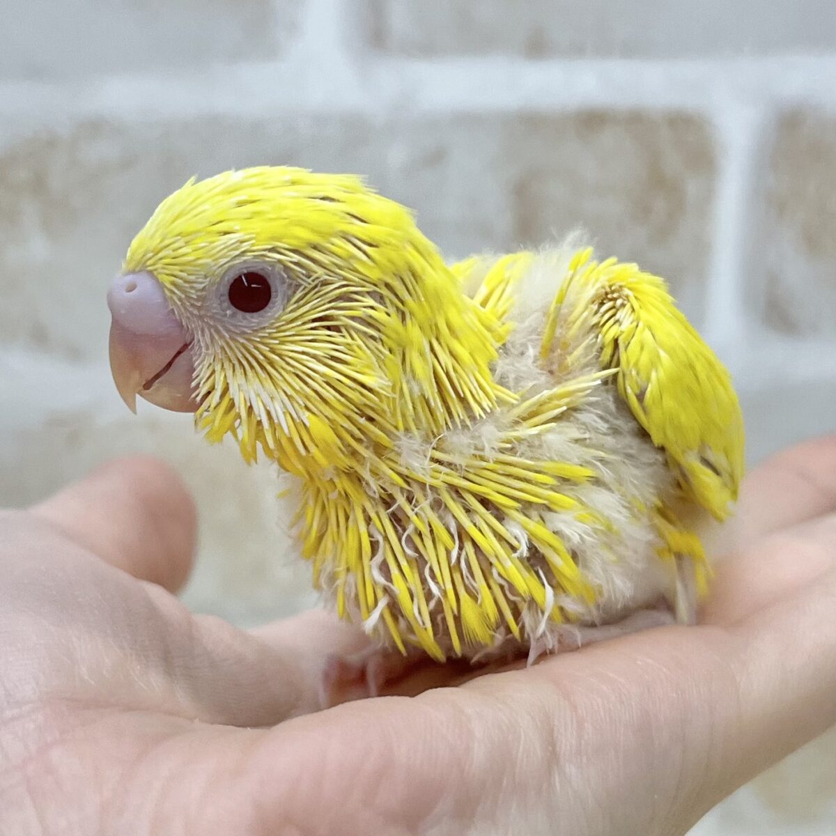 ピカっとひまわり🌻🌟 セキセイインコ(ルチノー②) ピカっとひまわり🌻🌟 セキセイインコ(ルチノー②)