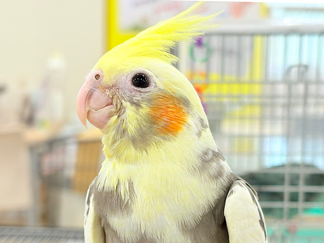 【最新画像更新🪄】優しいお顔のオカメちゃん♬*°オカメインコ(パイド) ヒナ 【最新画像更新🪄】優しいお顔のオカメちゃん♬*°オカメインコ(パイド) ヒナ