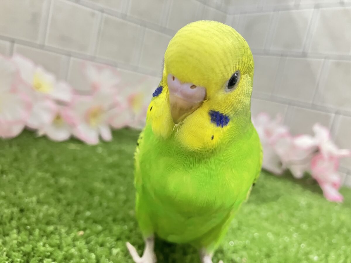 夜空を1滴💙🌙*.ぐり〜んあっぷる🍏💚セキセイインコ(グリーンオパーリン/2026年3月生まれ)