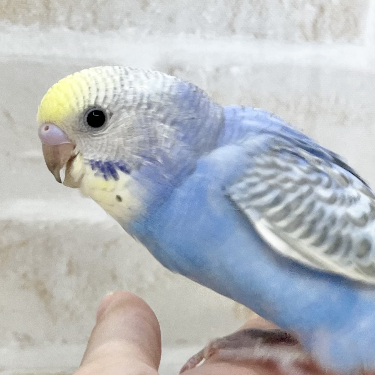 【🆙最新画像あり‼️】濃いめの模様がオシャレ🌈💖 セキセイインコ（パステルレインボー）