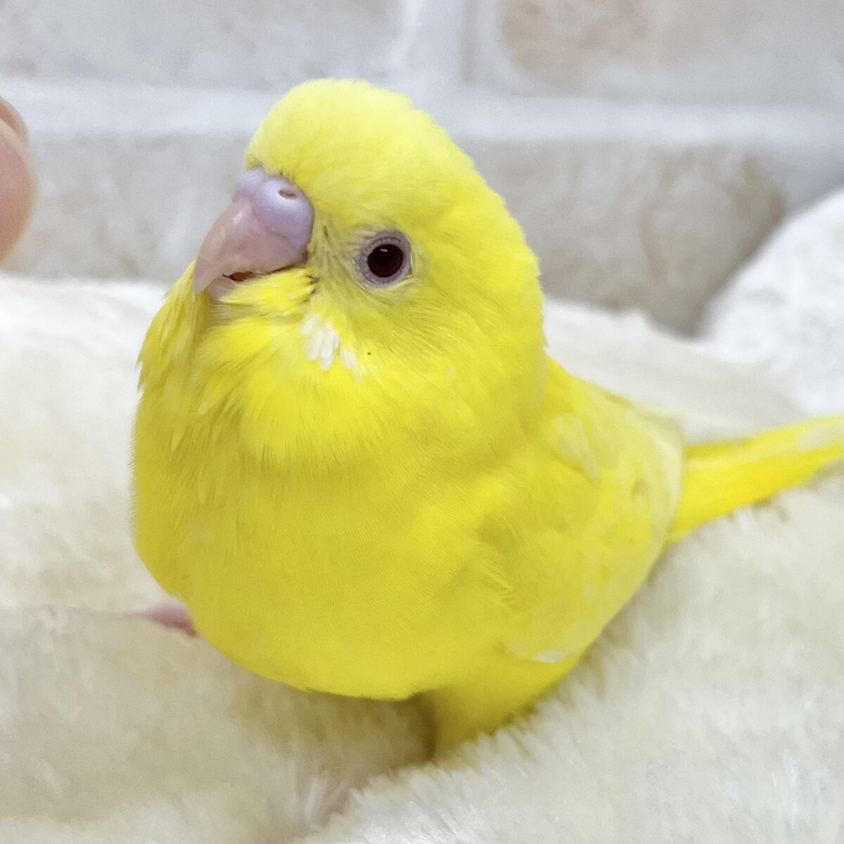 【🆙最新画像あり‼️】ふわふわタンポポちゃん🌼🐥　セキセイインコ（ルチノー）