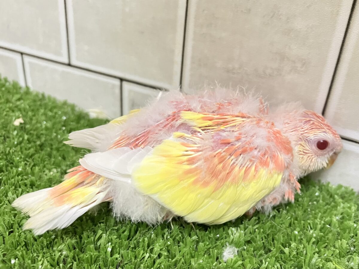 ✨最新画像✨フスフス🌸⋆*ぴちぴちピーチメルバ🍑🍰アキクサインコ(ルビノー/2026年4月生まれ) アキクサインコ(秋草インコ)