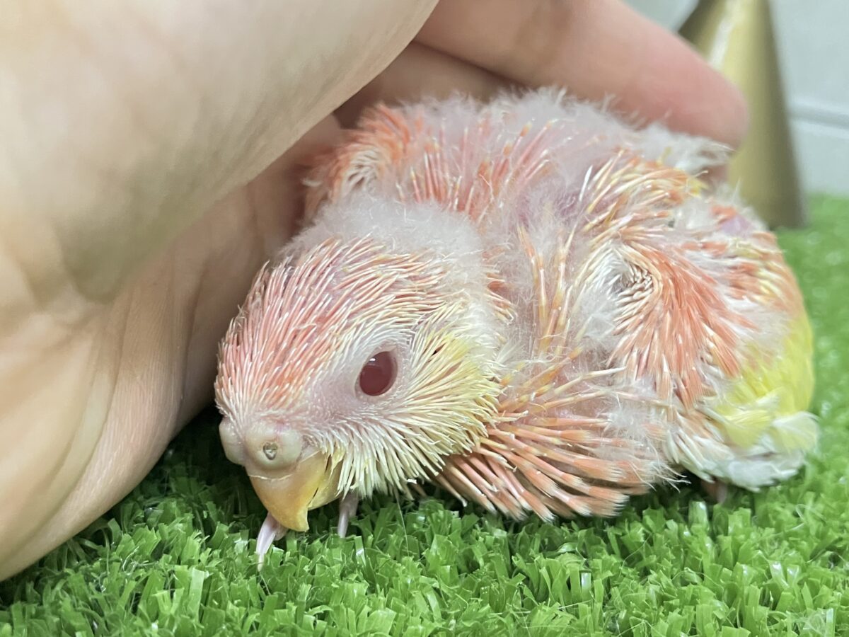 ✨最新画像✨フスフス🌸⋆*ぴちぴちピーチメルバ🍑🍰アキクサインコ(ルビノー/2026年4月生まれ) アキクサインコ(秋草インコ)