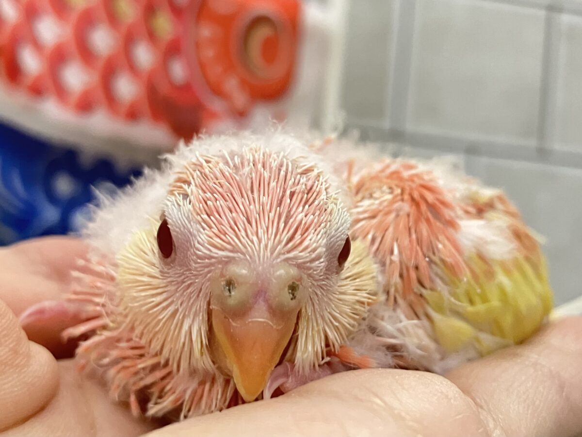 ✨最新画像✨フスフス🌸⋆*ぴちぴちピーチメルバ🍑🍰アキクサインコ(ルビノー/2026年4月生まれ) アキクサインコ(秋草インコ)
