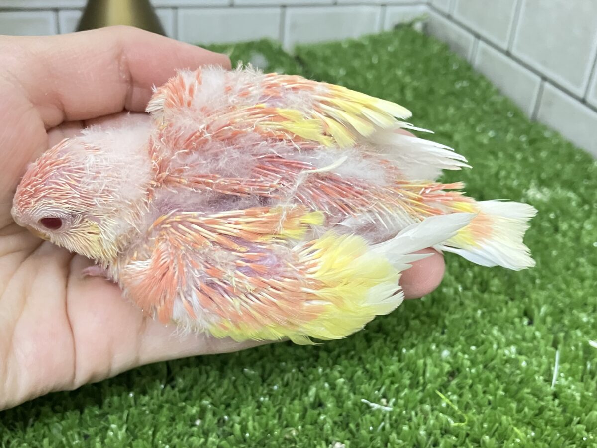 ✨最新画像✨フスフス🌸⋆*ぴちぴちピーチメルバ🍑🍰アキクサインコ(ルビノー/2026年4月生まれ) アキクサインコ(秋草インコ)