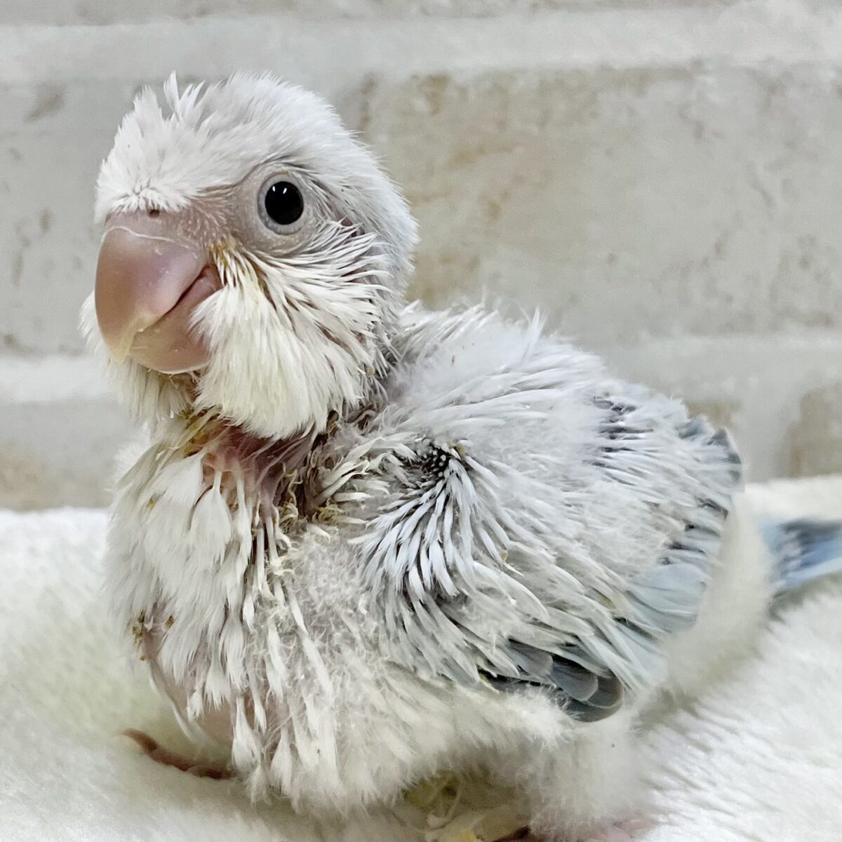 淡くてキレイなアイスブルー🧊✨💖 オキナインコ(ブルーパリドオパーリン) 淡くてキレイなアイスブルー🧊✨💖 オキナインコ(ブルーパリドオパーリン)
