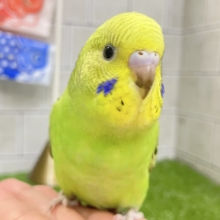 ✨最新画像✨シマシマみどり🌀⋆⸜💚⸝‍⋆セキセイインコ(グリーンオパーリン/2026年4月生まれ)