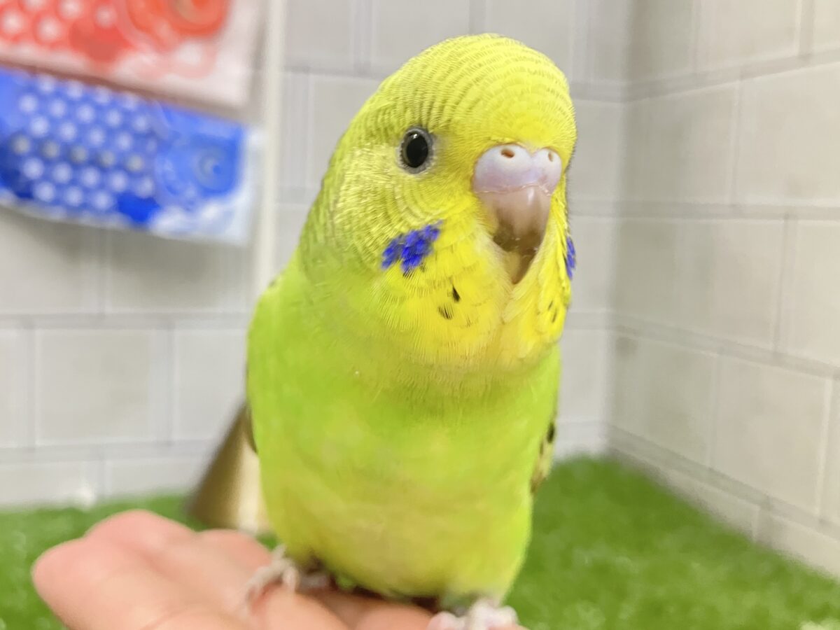 ✨最新画像✨シマシマみどり🌀⋆⸜💚⸝‍⋆セキセイインコ(グリーンオパーリン/2026年4月生まれ)