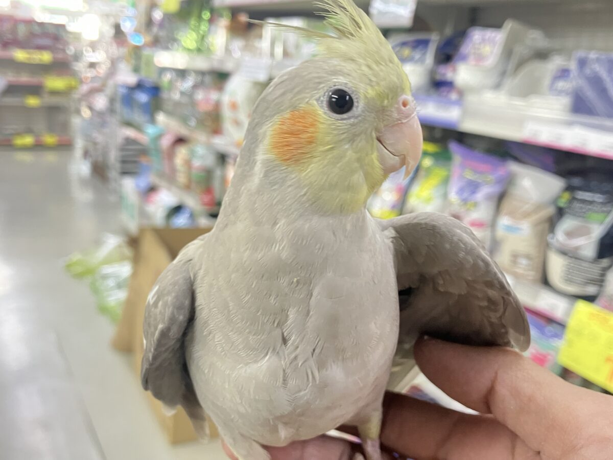 トナリ、ふんわり、まったりぃ💭💭オカメインコ(シナモン/2026年3月生まれ)