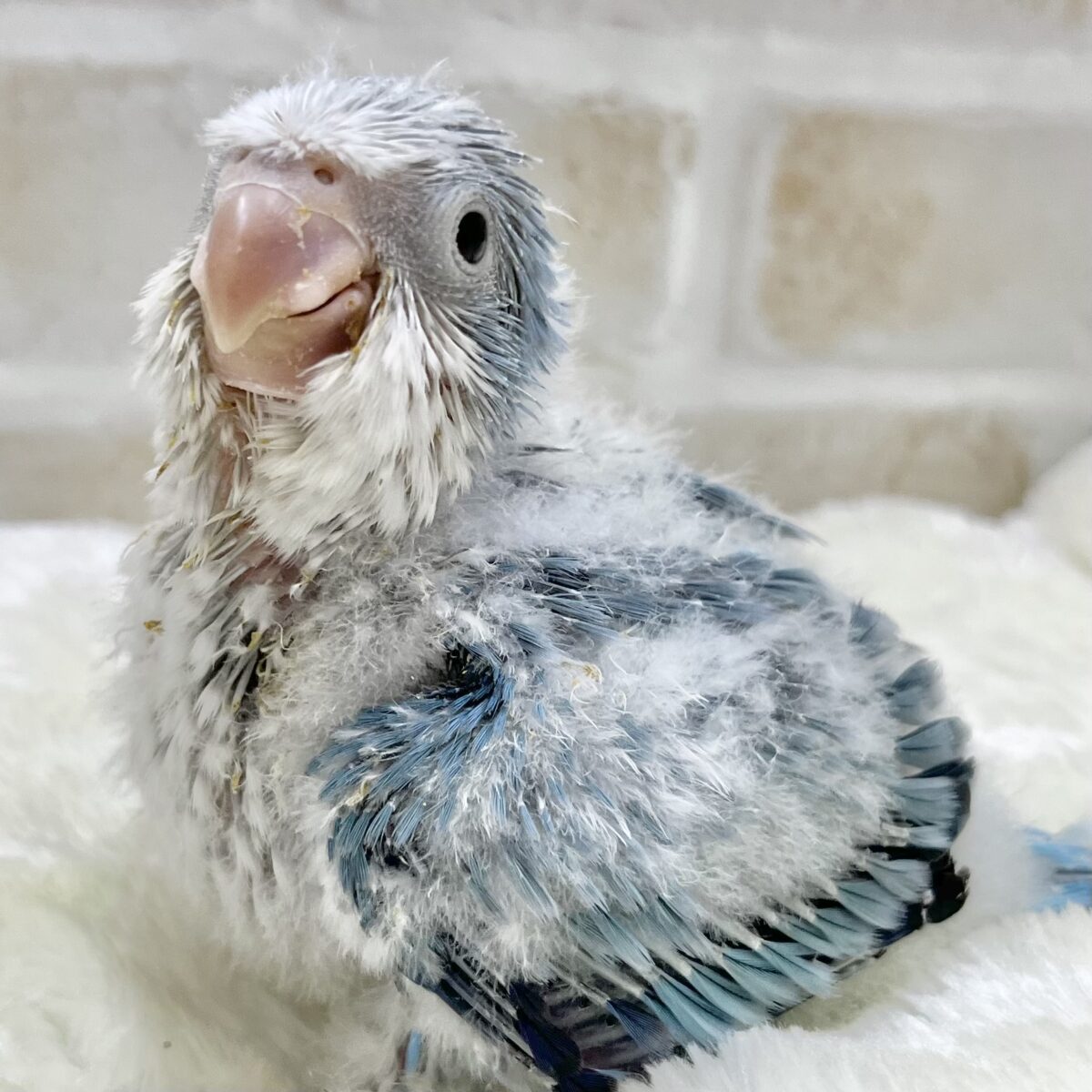心安らぐくすみブルー🩶🪼🫧 オキナインコ(ブルーオパーリン) 心安らぐくすみブルー🩶🪼🫧 オキナインコ(ブルーオパーリン)