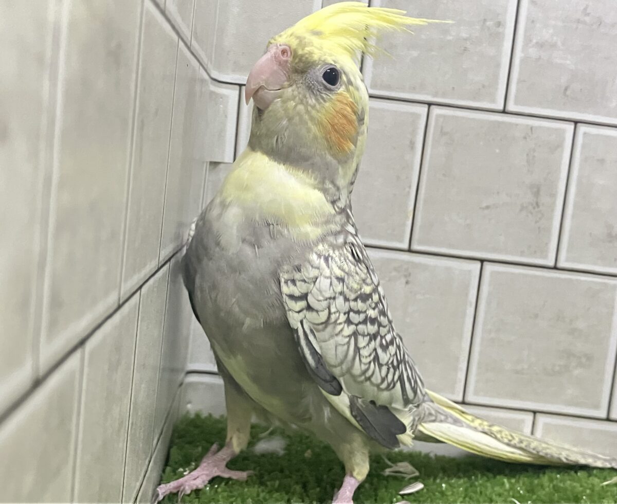 ジャラジャラ💎⟡.*おしゃんBABY❔❕🥛オカメインコ(パール/2026年3月生まれ)