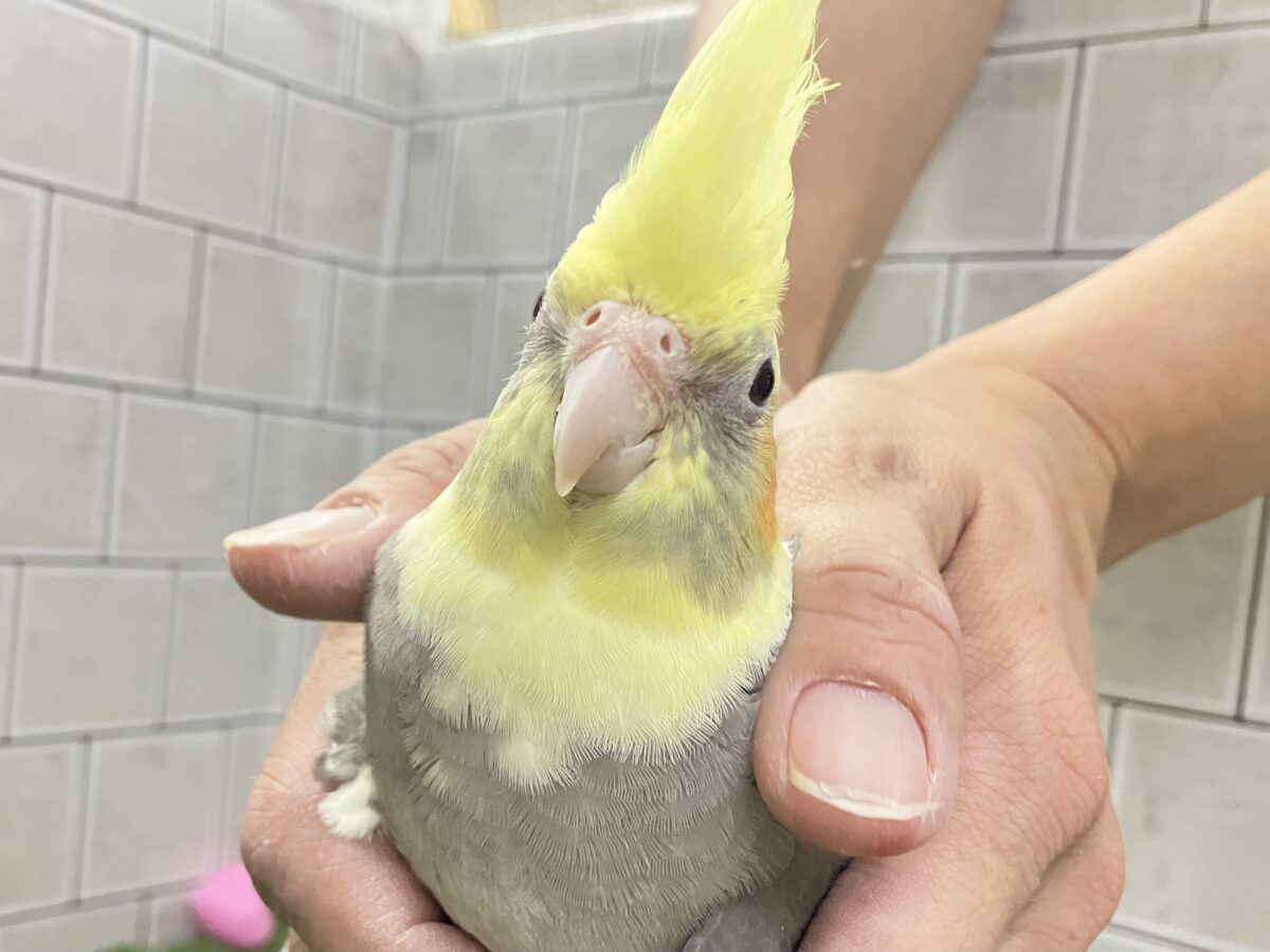 ﾌﾜﾓｺぷりん❕🍮寝グセがピッ！(✌︎ ॑꒳ ॑ ︎︎︎︎✌︎)オカメインコ(パイド/2026年3月生まれ)