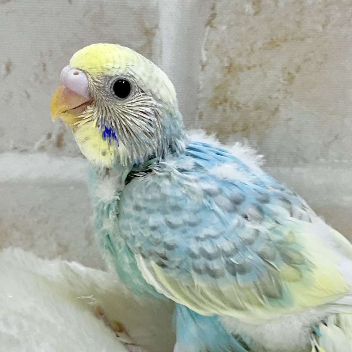 めちゃキュート🥰💕 セキセイインコ(パステルレインボーパイド) めちゃキュート🥰💕 セキセイインコ(パステルレインボーパイド)
