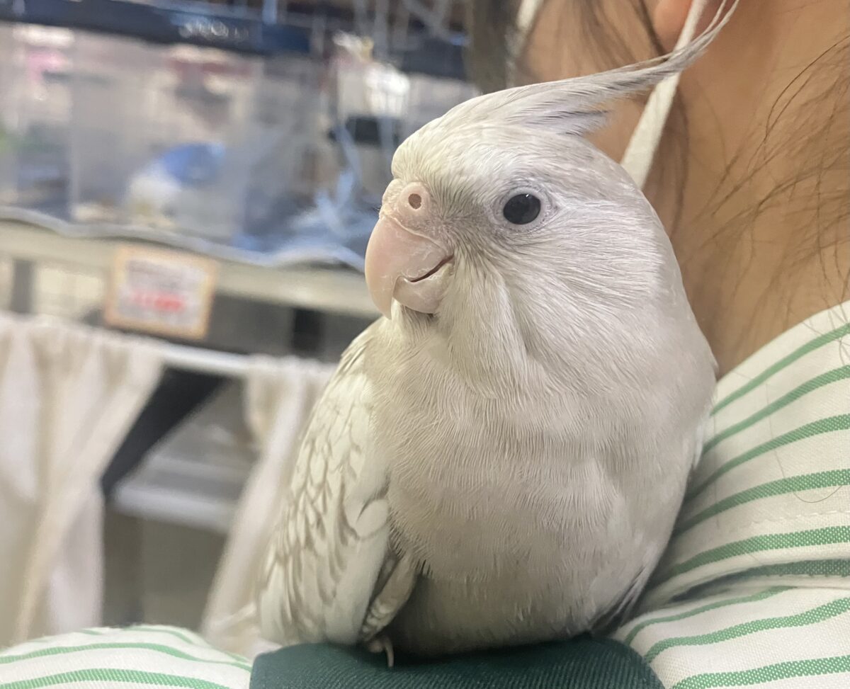 Sugarをぱっ🎀ひっそりボーダーライン┊︎❕┊︎オカメインコ(WFシナモンパール/2026年3月生まれ)
