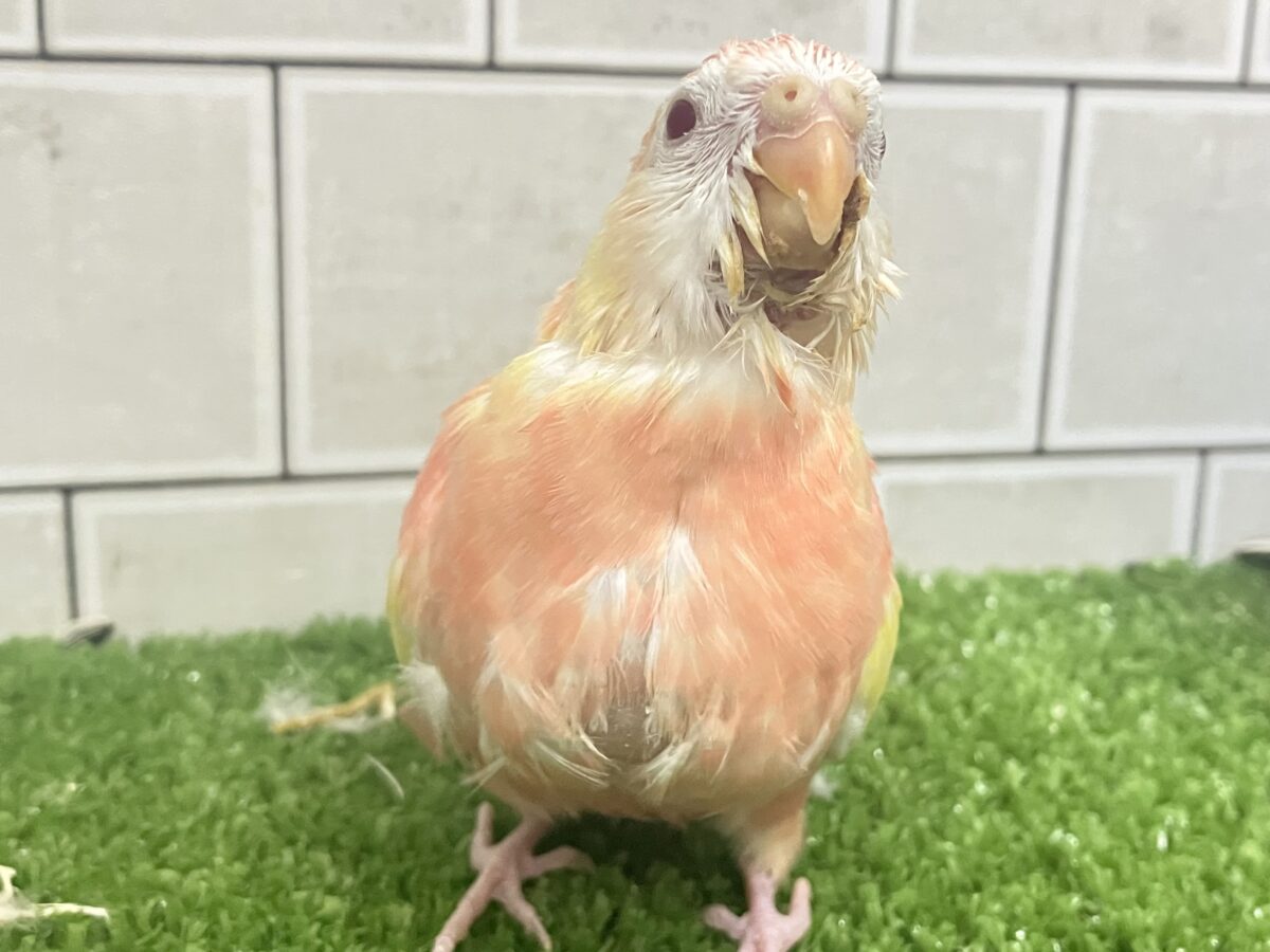 ✨最新画像✨フスフス🌸⋆*ぴちぴちピーチメルバ🍑🍰アキクサインコ(ルビノー/2026年4月生まれ) アキクサインコ(秋草インコ)