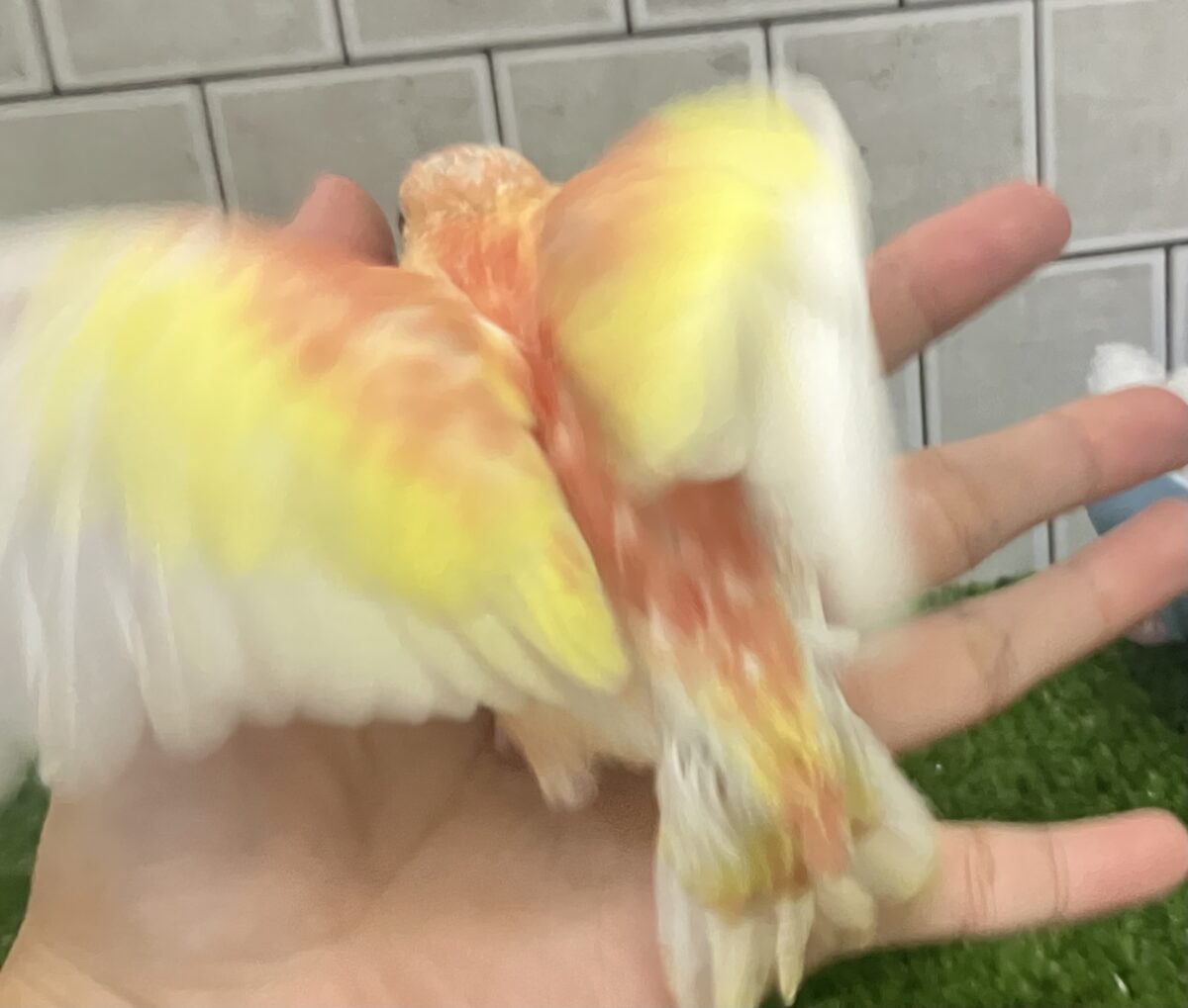 ✨最新画像✨フスフス🌸⋆*ぴちぴちピーチメルバ🍑🍰アキクサインコ(ルビノー/2026年4月生まれ) アキクサインコ(秋草インコ)