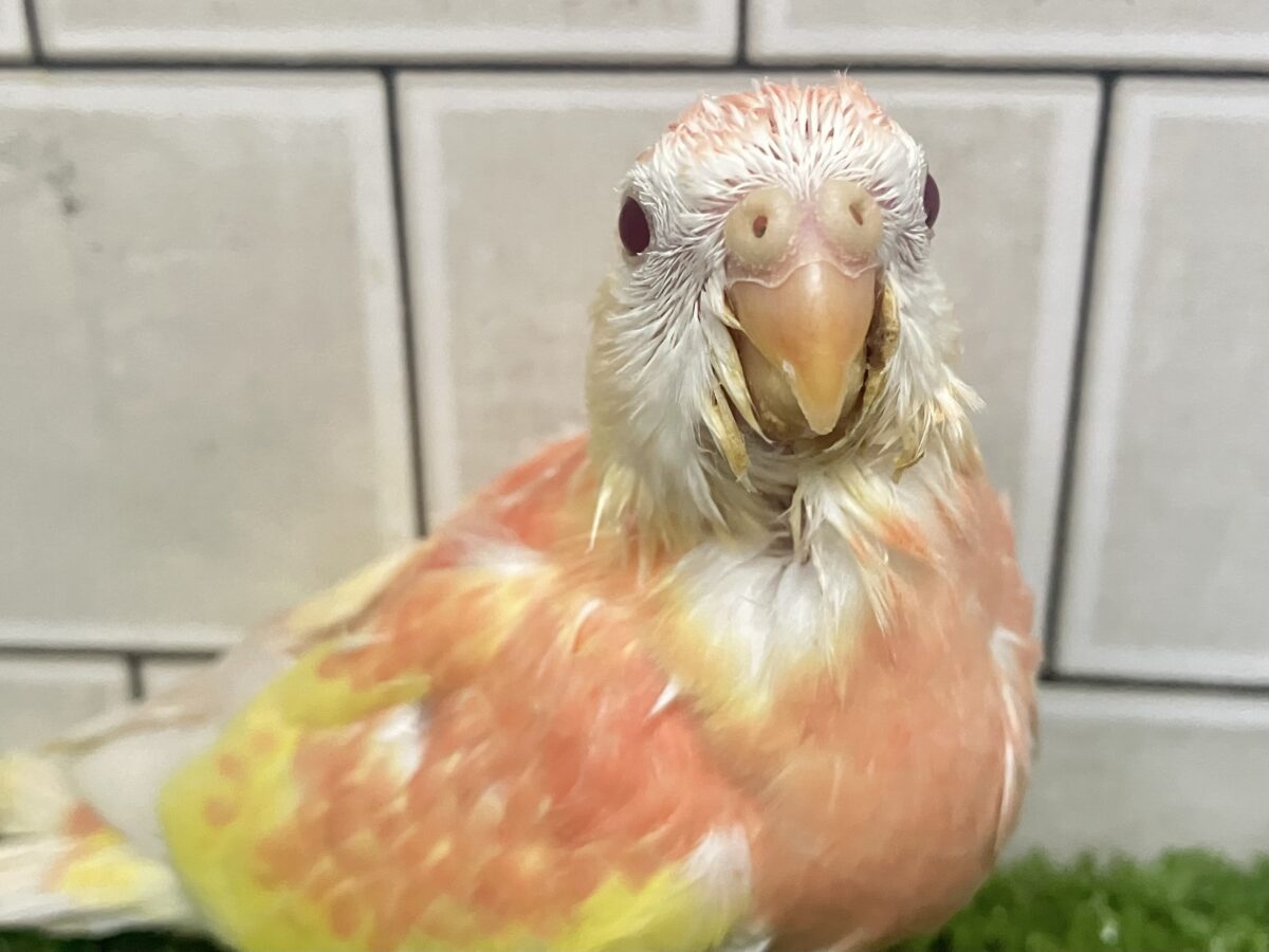 ✨最新画像✨フスフス🌸⋆*ぴちぴちピーチメルバ🍑🍰アキクサインコ(ルビノー/2026年4月生まれ) アキクサインコ(秋草インコ)