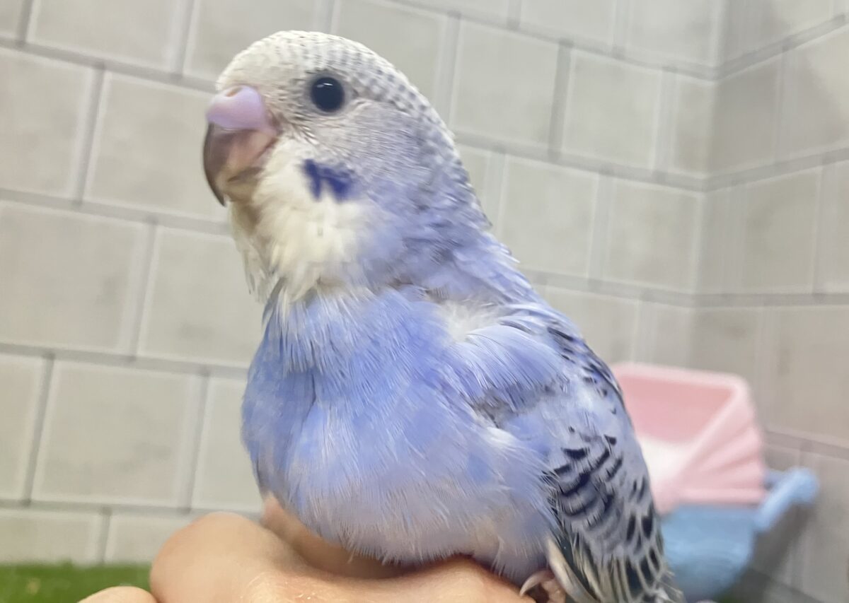 ✨最新画像✨milk追加っ✩.*ぶる〜べりぃシェイク🥤セキセイインコ(ブルーオパーリン/2026年4月生まれ)