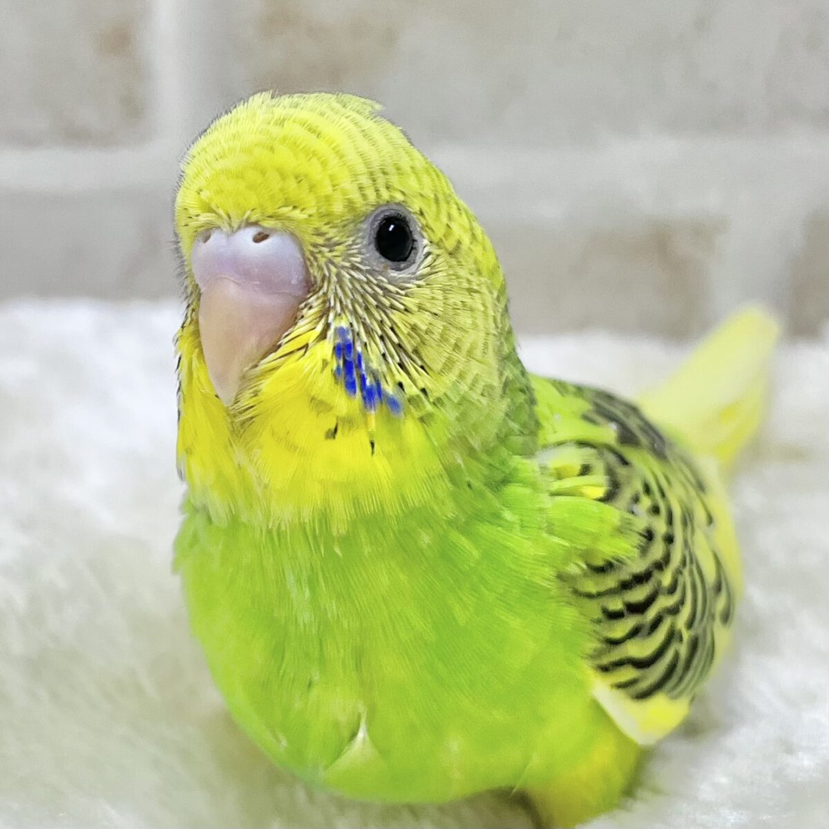 つぶらなひとみ…🐥✨✨ セキセイインコ(パイド) つぶらなひとみ…🐥✨✨ セキセイインコ(パイド)