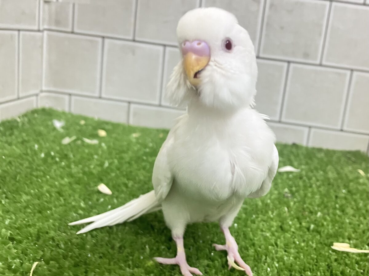 ✨最新画像✨雲になりたい?!🪽⋆.*ヴァッサー𝐡𝐨𝐦𝐞 𝐫𝐮𝐧⚾️‎🤍セキセイインコ(アルビノ/2026年4月生まれ)