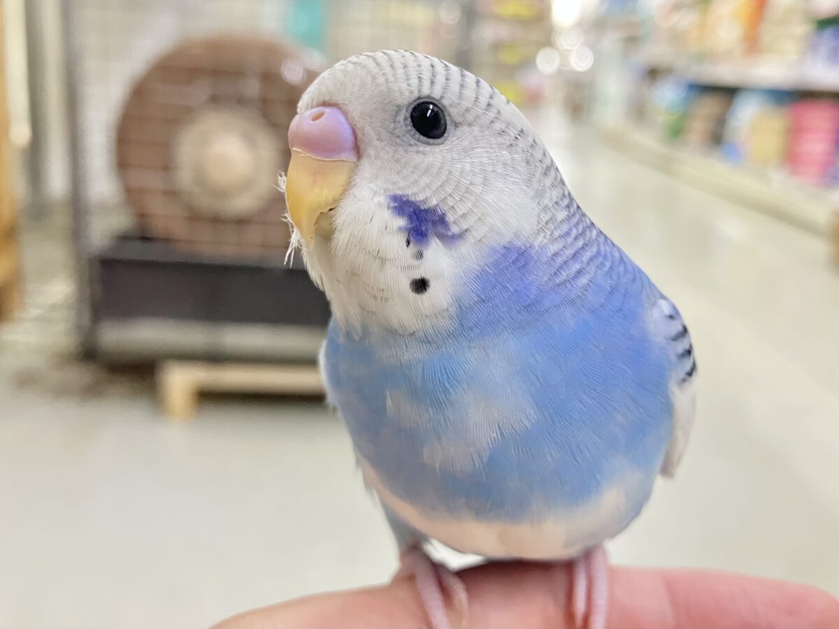 ✨最新画像✨いざ大空へ❕あ、同化するねぇ！⛅️✨セキセイインコ(ブルーパイド/2026年4月生まれ)
