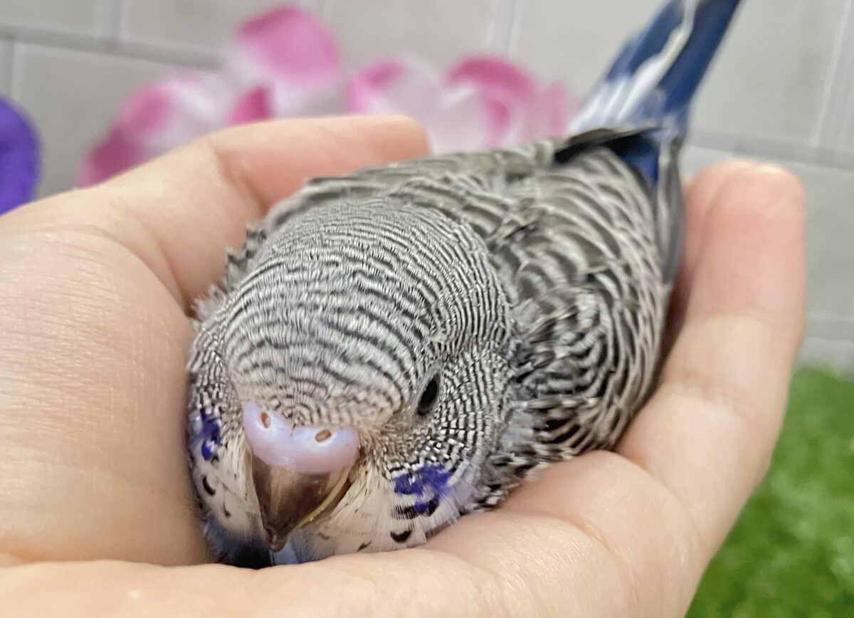 進め青信号❕💙しましまﾋﾟｰｰｯ🚥💭セキセイインコ(ノーマル/2026年5月生まれ)