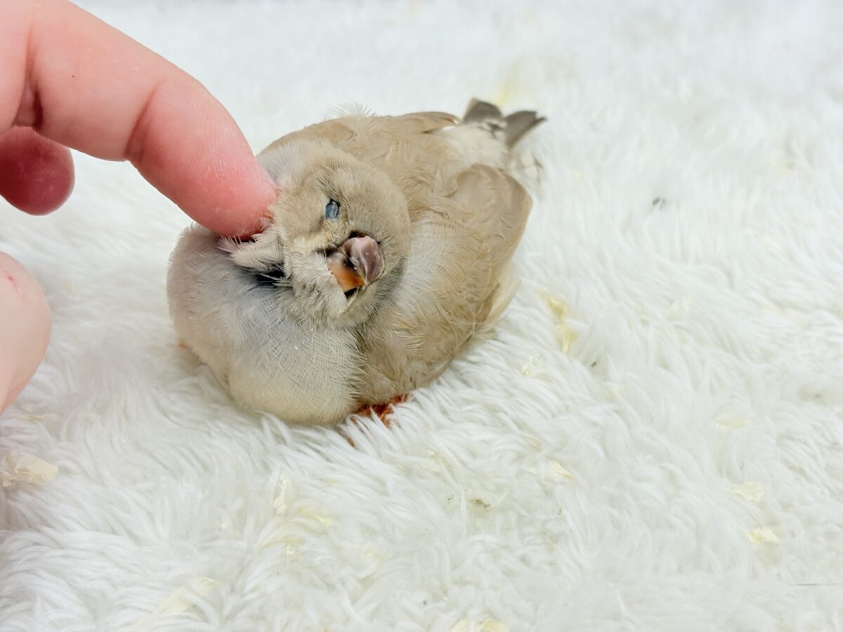 ジャンボキンカチョウ
