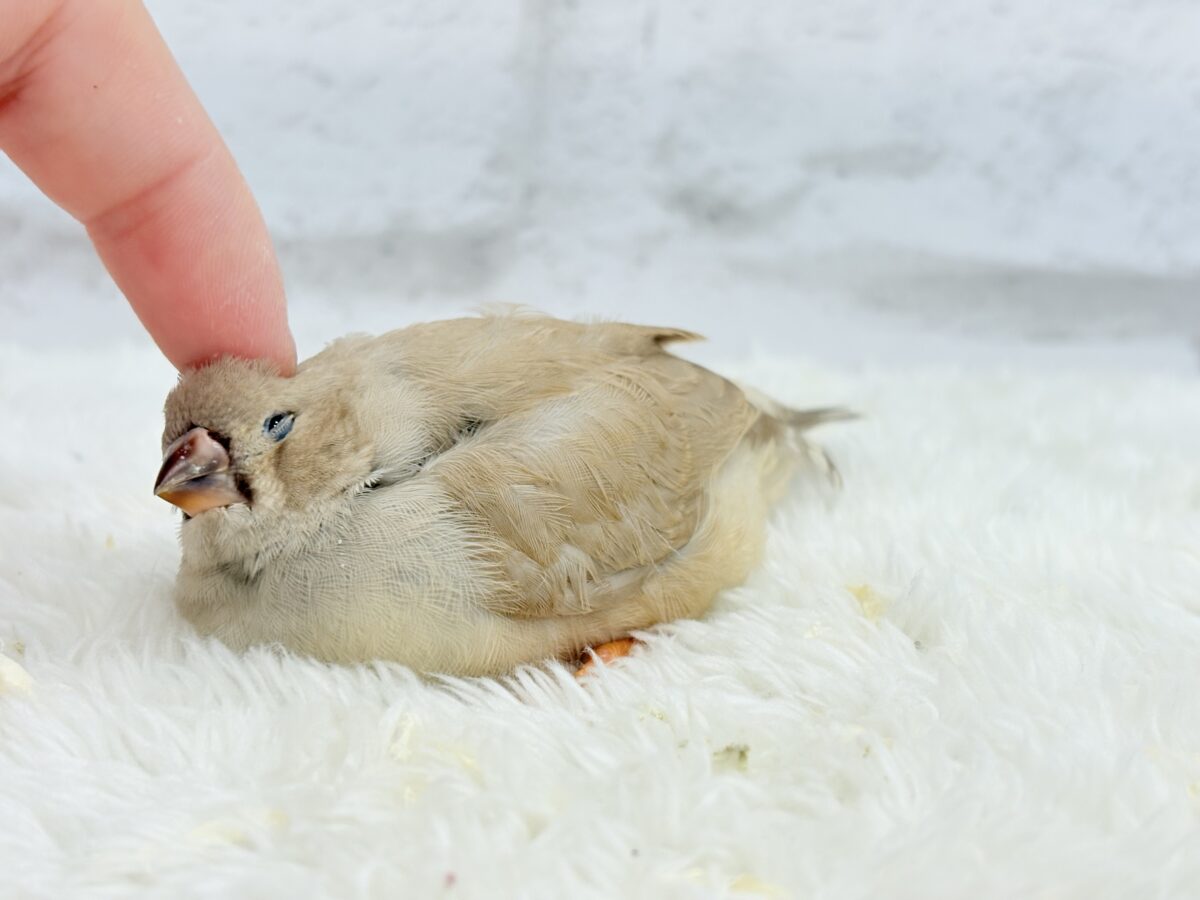 ジャンボキンカチョウ