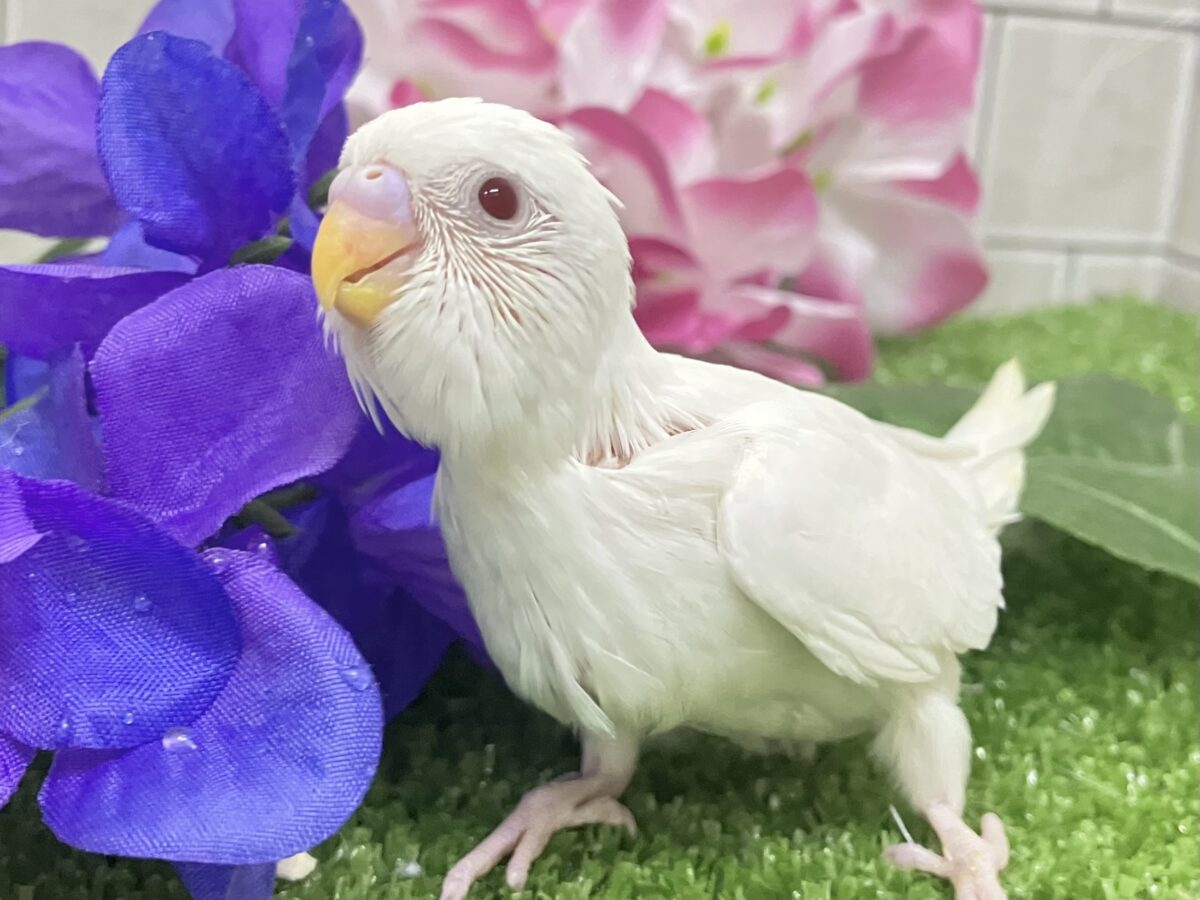 イカすね🦑忍法雲隠れ☁️ｻｯ=͟͟͞͞( │セキセイインコ(アルビノ/2026年5月生まれ)