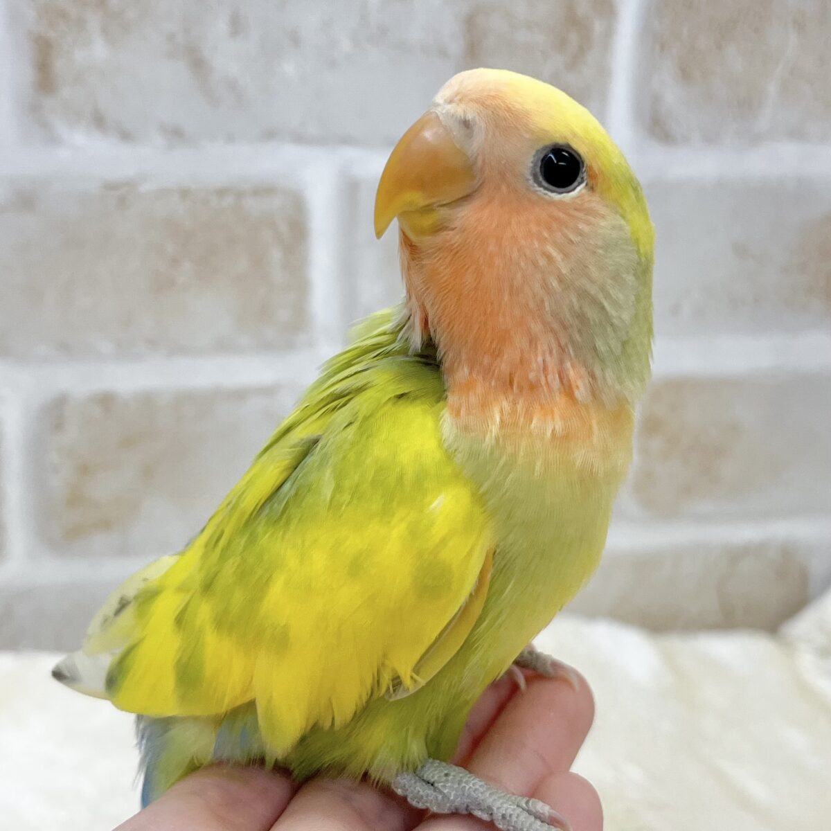 【🆙最新画像あり‼️】カラフルに成長します🐯🍒✨ コザクラインコ(タイガーチェリー) 【🆙最新画像あり‼️】カラフルに成長します🐯🍒✨ コザクラインコ(タイガーチェリー)