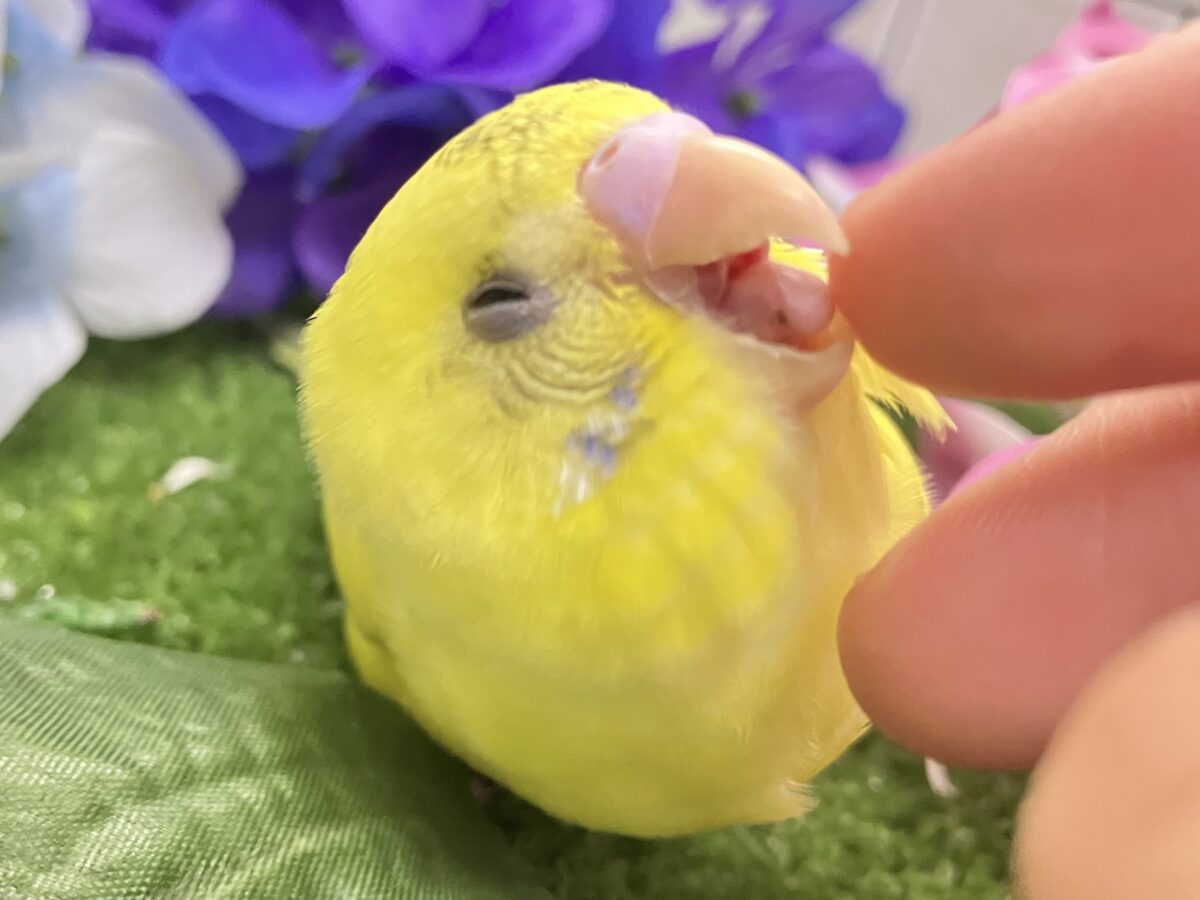 ✨最新画像✨ぽやぁ💭🎀潤いの雫ﾎﾟﾀｯ✨️🖌セキセイインコ(イエローハルクイン/2026年4月生まれ)