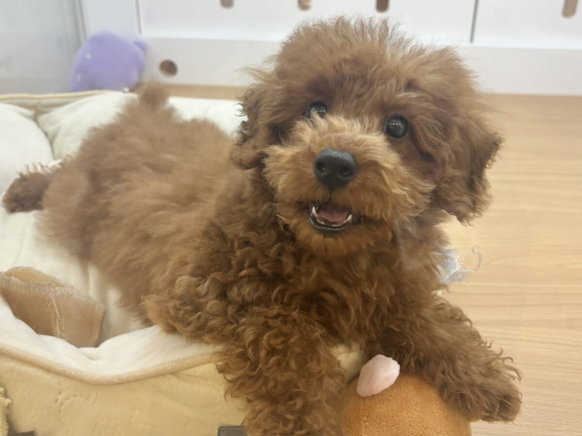 お腹見せた〜〜いっ♥トイプードルくん！